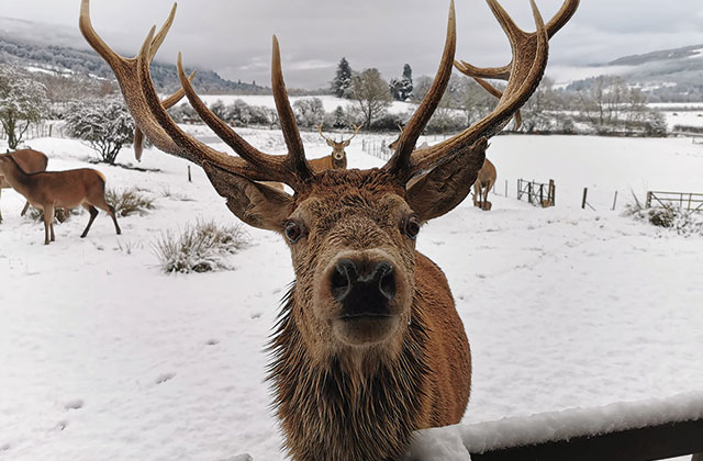 10 Fun Facts about Red Deer