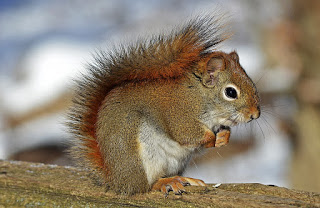 Squirrel Appreciation Day - top tips to spot red squirrels in Scotland