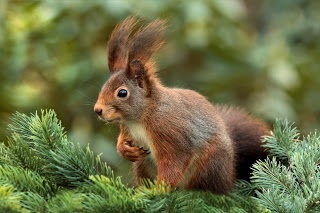 Squirrel Appreciation Day - top tips to spot red squirrels in Scotland