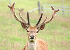 Deer