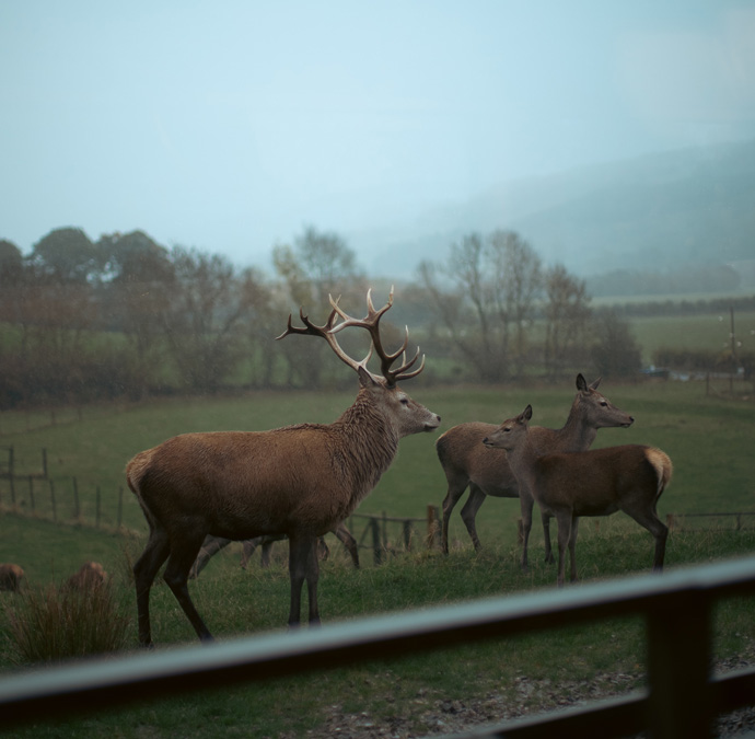 Deer